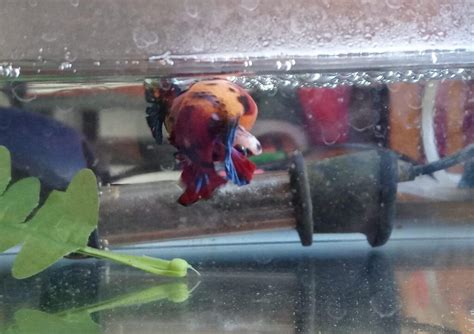 Betta Fish Breeding 101: From Courtship to Caring for .